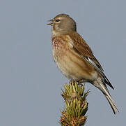 Common Linnet