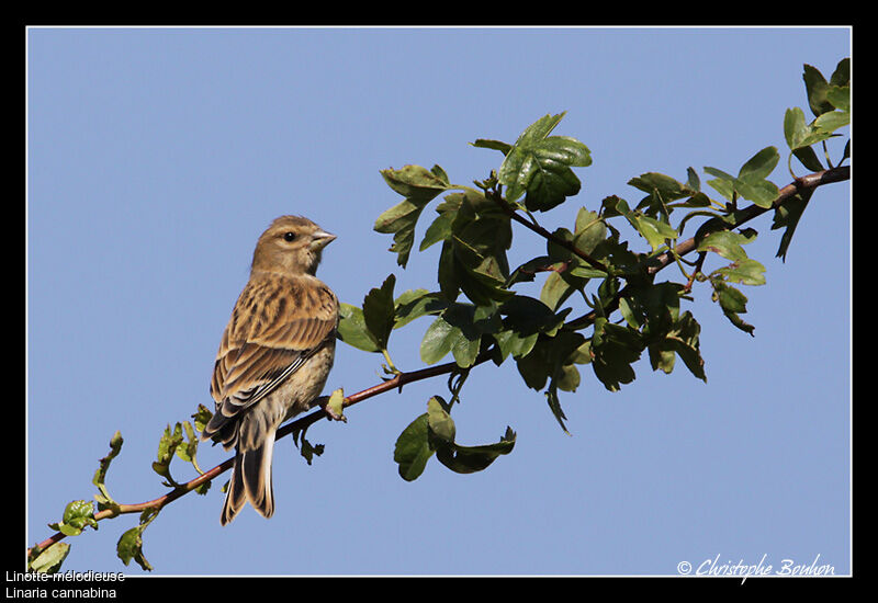 Linotte mélodieuse, identification