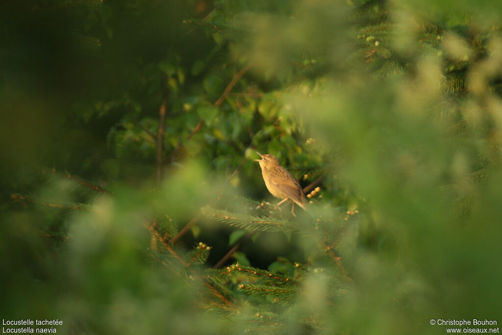 Common Grasshopper Warbler