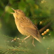 Common Grasshopper Warbler