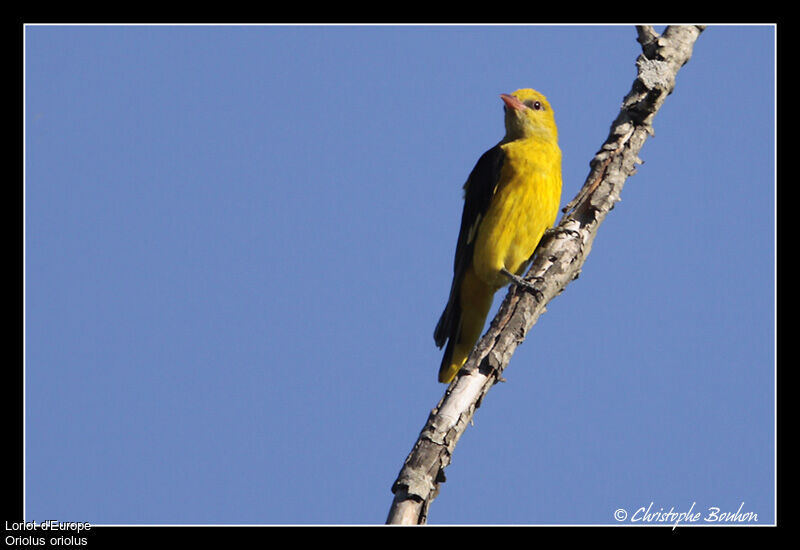 Eurasian Golden Oriole, identification