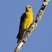 Eurasian Golden Oriole