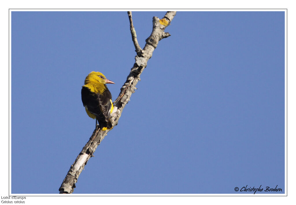 Eurasian Golden Oriole, identification