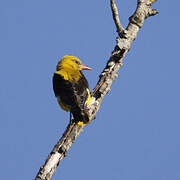 Eurasian Golden Oriole