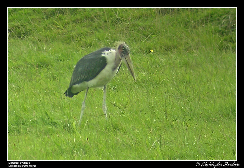 Marabou Stork