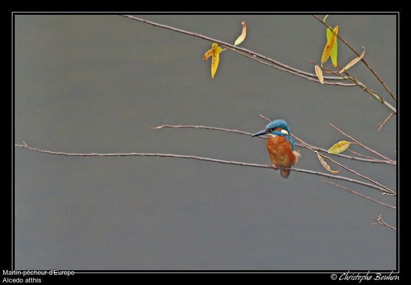 Common Kingfisher, Behaviour