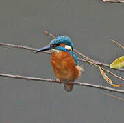 Common Kingfisher