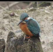 Common Kingfisher