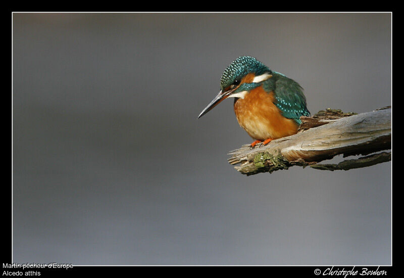 Martin-pêcheur d'Europe, identification, Comportement