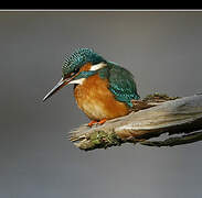 Common Kingfisher