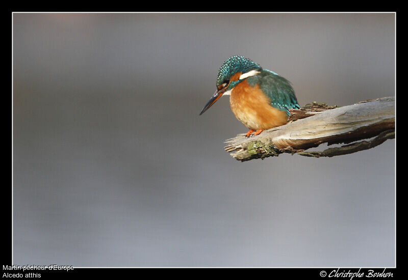 Martin-pêcheur d'Europe, identification, Comportement