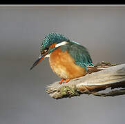 Common Kingfisher