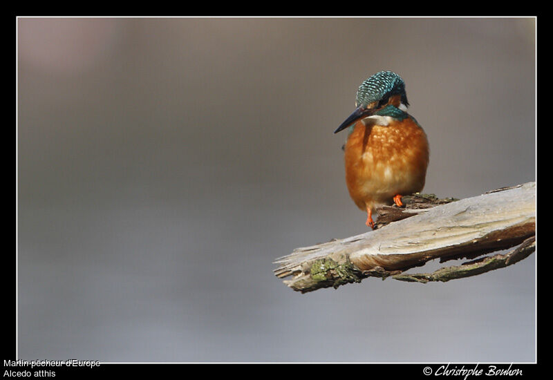 Common Kingfisher, identification, Behaviour