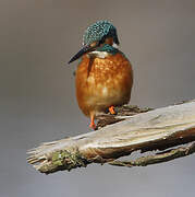 Common Kingfisher