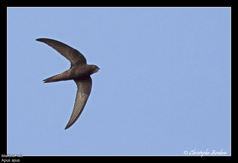 Common Swift, Flight