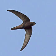 Common Swift