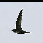 Common Swift