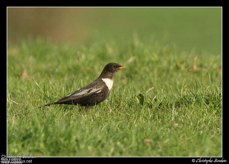 Merle à plastron mâle adulte, identification