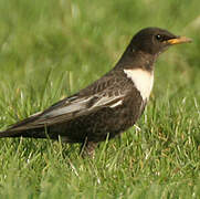 Ring Ouzel