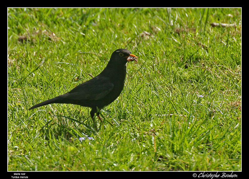 Common Blackbird