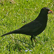 Common Blackbird