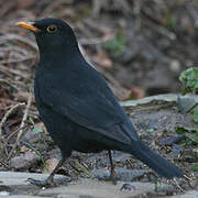 Common Blackbird