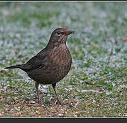 Common Blackbird