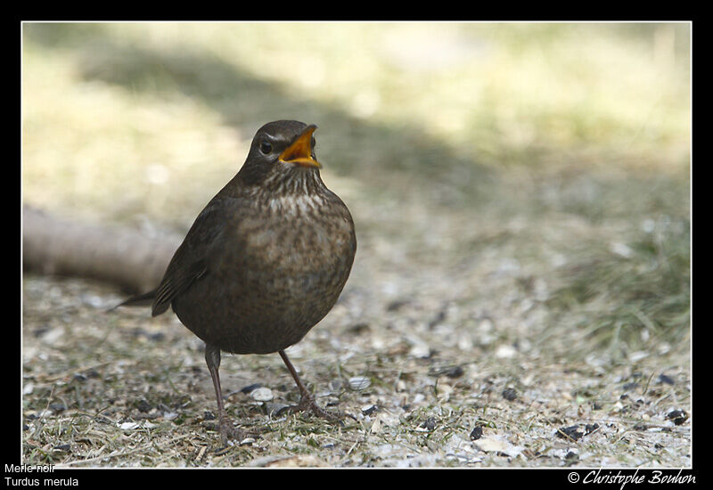 Common Blackbird, identification