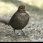 Common Blackbird