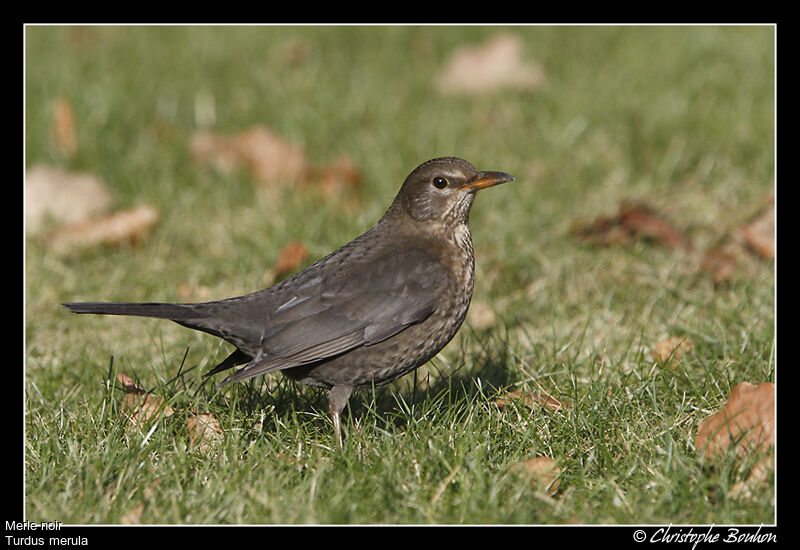 Common Blackbird, identification