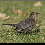 Common Blackbird