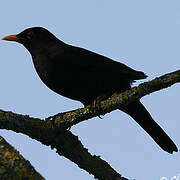 Common Blackbird