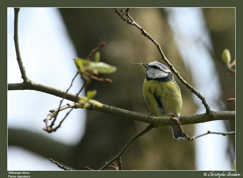 Mésange bleueadulte