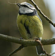 Mésange bleue