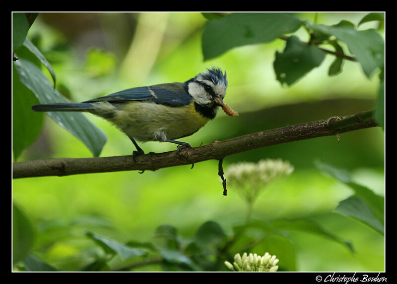 Eurasian Blue Tit