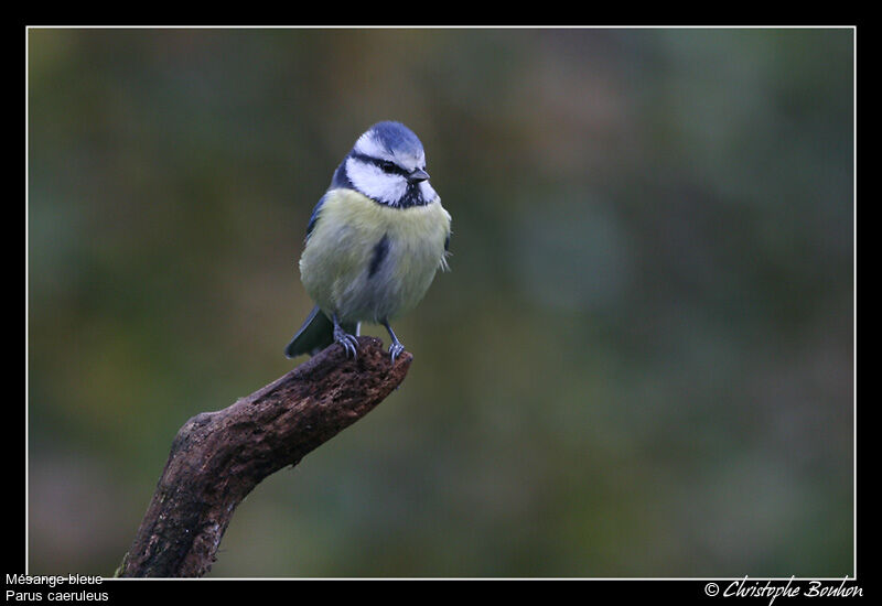 Eurasian Blue Tit