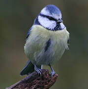 Mésange bleue