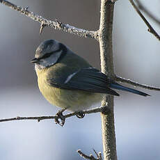 Mésange bleue