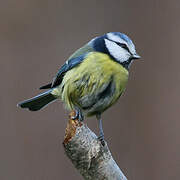 Eurasian Blue Tit