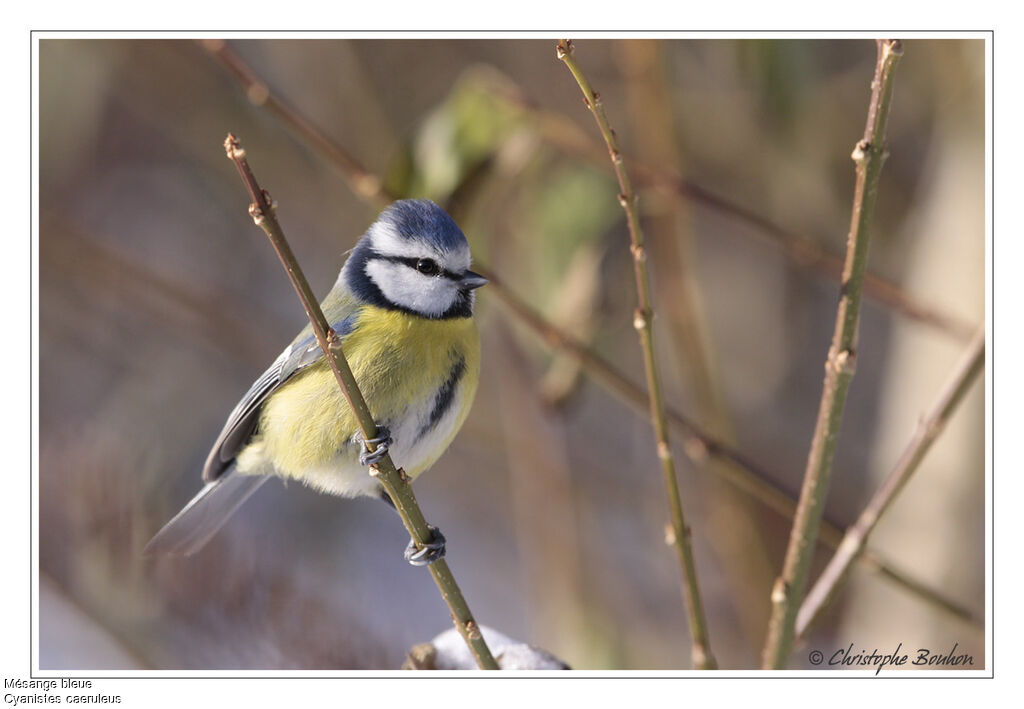 Eurasian Blue Tit, identification