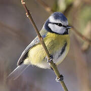 Eurasian Blue Tit