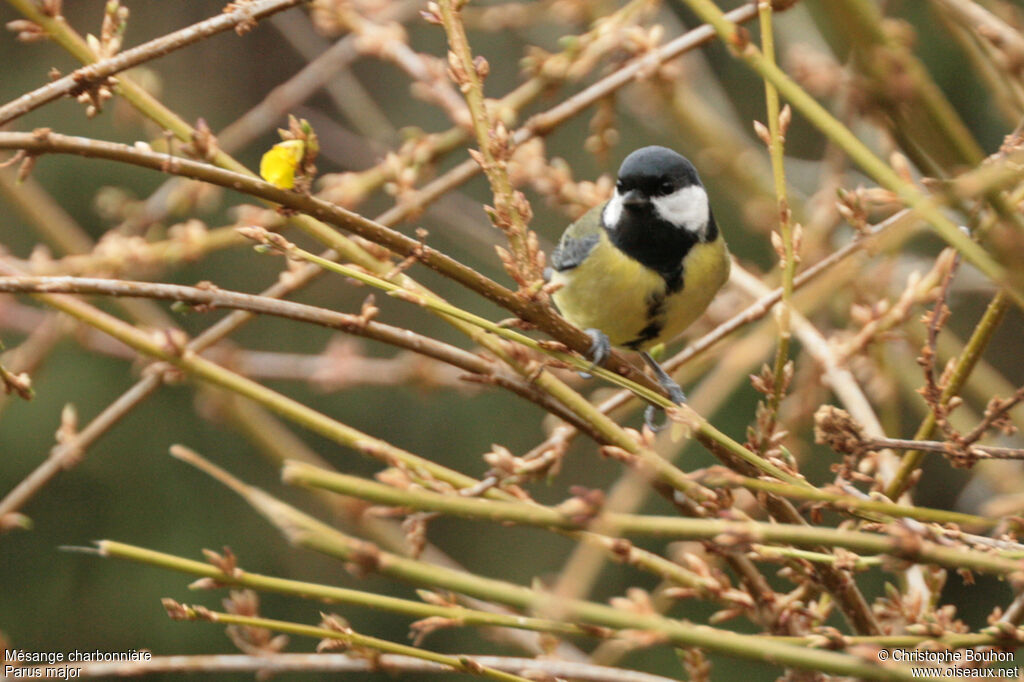 Mésange charbonnière