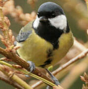 Mésange charbonnière