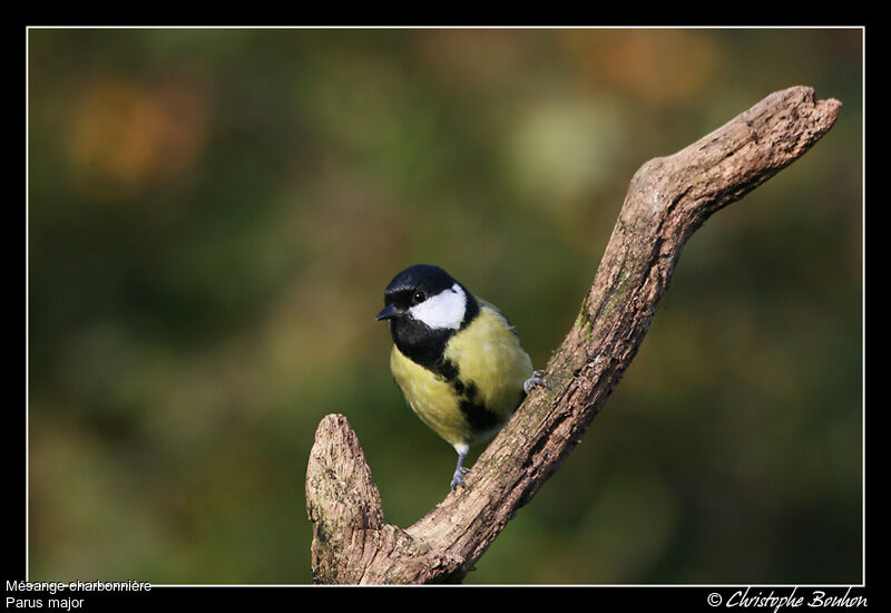 Mésange charbonnière