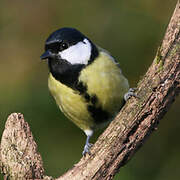 Great Tit