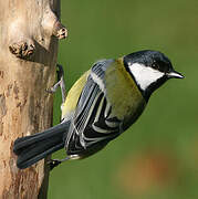 Great Tit