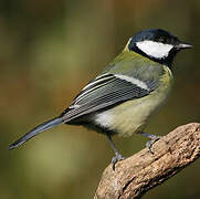 Great Tit