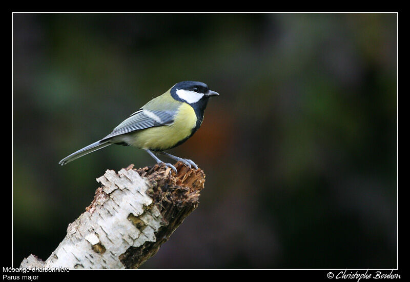 Great Tit, identification