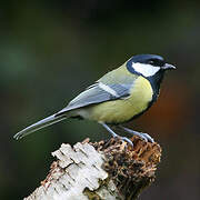 Great Tit