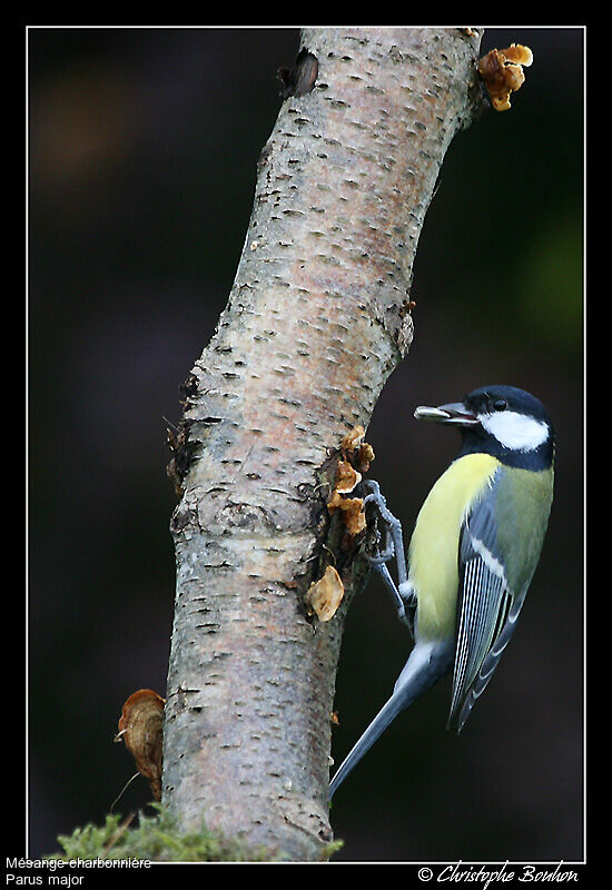 Mésange charbonnière